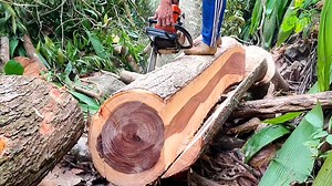 Navigating the Tough Terrain to Split Tamarind Wood