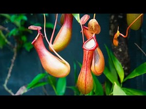 The Fascinating World of Pitcher Plants (4 Minutes)