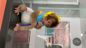 8.7K views · 152 reactions | Ever wonder why when you borrow a pen, it is already chewed up?  #Monkey #Animals | Animalistic | Facebook