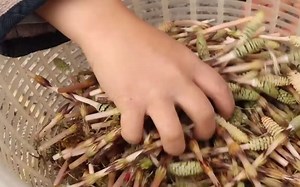 母子3人の田舎暮らし　＃1　プロローグ　横浜から広島の田舎へ移住　厳しい冬_味噌作り_おうちキャンプ羽釜炊飯_冬の野鳥