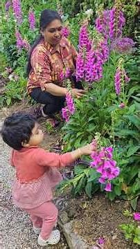 Foxglove plants #Small bell flowers# Happy gardening.