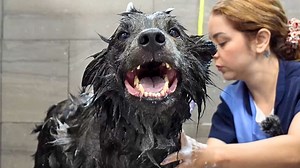 This Rare Dog Breed is Both STUNNING and Intense | Girl With The Dogs