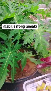 Pineapple peels can be used as a fertilizer for plants because they contain nutrients that can improve soil conditions and promote plant growth. #pineapple #organicfertilizer #Canaan #gardeningtips #everyoneシ゚ #foryouシ #reelsfypシ #viralreelsfacebook | Canaan All in One Fertilizer Original Direct Supplier