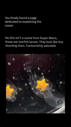 ✨ Starfish Larvae: The Ocean’s Shooting Stars ✨ Before becoming the familiar five-armed sea stars we know, starfish start life as tiny larvae that look like little shooting stars drifting through the ocean. These larvae float with plankton, moving and feeding with their small extensions. As they grow, they go through several stages, eventually settling on the ocean floor. There, their bodies reorganise, arms form, and the young starfish takes on the classic shape we recognise. From drifting “sho