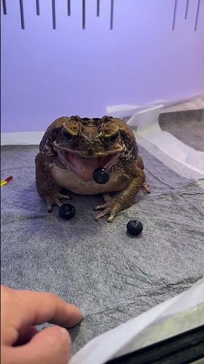 Cane toad tries to eat blueberries in Zhejiang, China