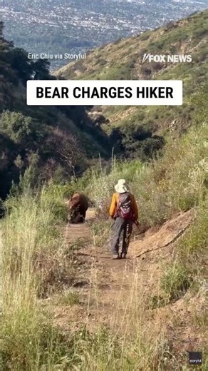 WATCH: Bear CHARGES hiker #foxnews #news #us #fox