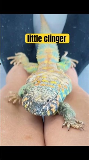 RIP legs. Reptile Life. #reptiles #uromastyx