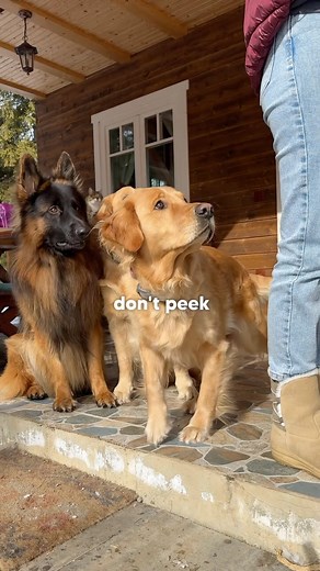 Tractive Smart Pet Tracker on Instagram: "They may be hide-and-seek champions but with @tractive tracker you always win 😏 #tractive #tractivegps #gpstracker #gpstracking #dogscorner #doggo #hideandseek #dogsplaying #dogpark #dogwalking #dogwalking #dogtrainer #dogtracking #goldenretriever"