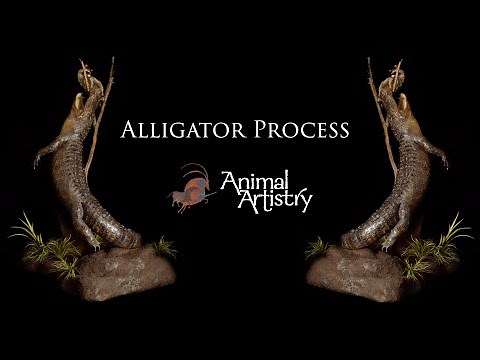 Animal Artistry - Alligator Taxidermy Process