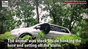 Beep beep, boom! — A bear blasted its way out of a minivan in North Carolina after getting stuck inside. | Fox News