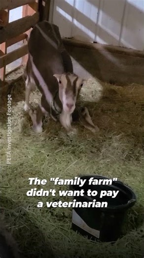 Did your goat cheese come from a goat like her? 💔