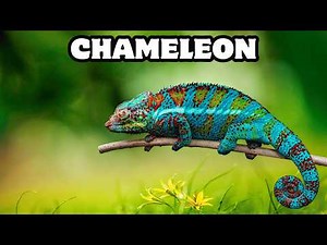 How Does a Chameleon Work? | Color-Changing Secrets