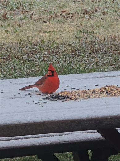 Texas Birds Cardinal Male #NorthernCardinal
