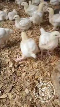How to Fix Splay Legs in Chicks | #PhiMarDanFarmsFoods Poultry Tips 🐔