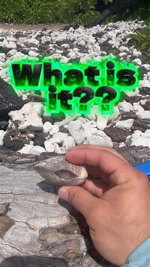 I Found a Mysterious Shell… What Is This?!