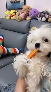 92K views · 3.1K reactions | Enjoy your food baby 襤 #viralpost2025シ #viralvideochallenge #dog #viralchallenge #eating #cute #viralvideos #viral #animallovers #eat | Sam | Facebook