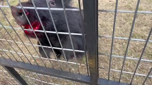 Thrilling Texas Wild Boar Sounder Encounter