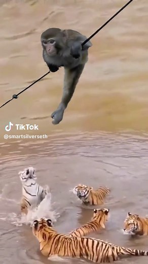 Battle between Tigers n one Baboon #tiger #SAMA28 #animal #southafrica #explore #new #Viral #SAMA28 #tiktok #newtiktok