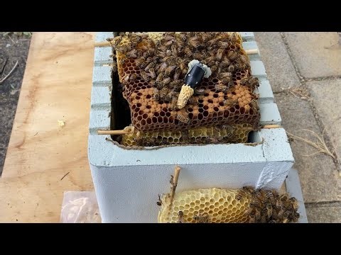 Cell Builder Follow Up