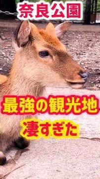 [Nara Sightseeing] Nara Park & the Deer Were Amazing #NaraSightseeing #NaraPark #NaraTrip