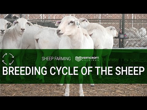 Breeding Cycle of The Sheep | Sheep Farming | Verticroft Holdings | Ryan Singlehurst