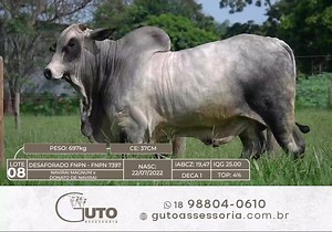 50 reactions | LEILÃO SUPER NELORE - 6ª EDIÇÃO REPRODUTORES  Data: 10/04/2024 ⏰ Horário: 19:00  Local: Virtual  Transmissão: Canal do Boi  Leiloeira(s): Central Leilões  Assessoria(s): PRO@ | WDS Assessoria | Guto Assessoria #Leilão #Remate #Reprodutores #Assessoria #GutoAssessoria #Nelore #NelorePO #Pecuária #Pecuarista #Brasil #PecuáriaBrasil | Guto Assessoria | Facebook