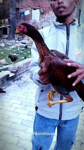 aseel breed murgi breeding chicken #shorts #rooster #breeds