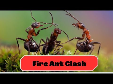 Fire Ant Clash Amazing Bug Battles