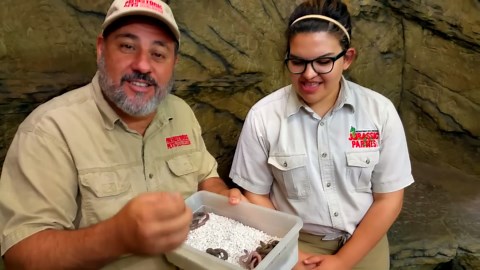 newborn children's pythons at the reptile zoo