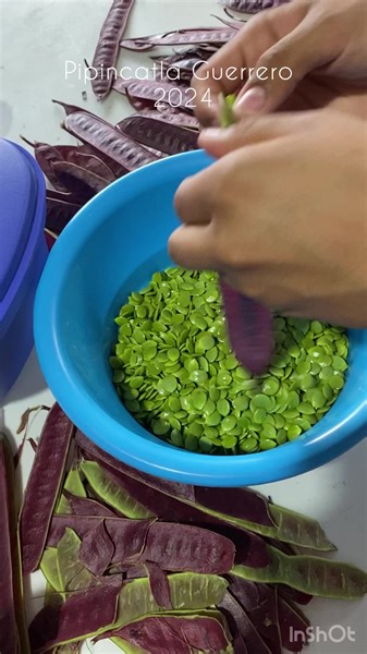 378K views · 10K reactions | SIN IMPORTAR LAS CONSECUENCIAS Que tal una salsa verde de pura cecina de YECAPLIZTLA la pura vida mi hermano es lo bonito de vivir en el rancho puro Pipincatla Guerrero | Pipincatla Guerrero | Facebook