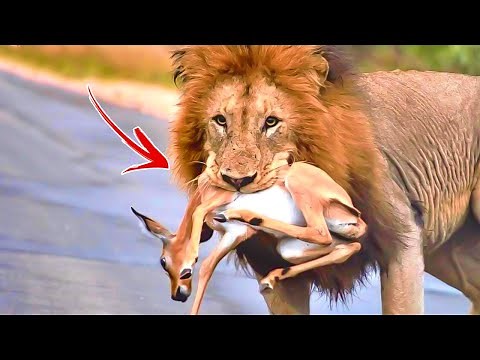 Raw Power Unleashed: Brutal Moments of Lion Attacks on Prey