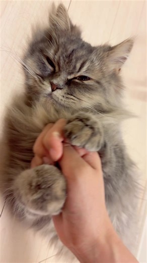 TikTokでしぇるさんをチェック！