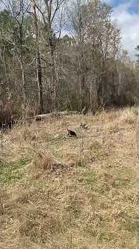 Here Comes Peter Cottontail 🐇 | Beagles Snoopy & Baby Running a Rabbit