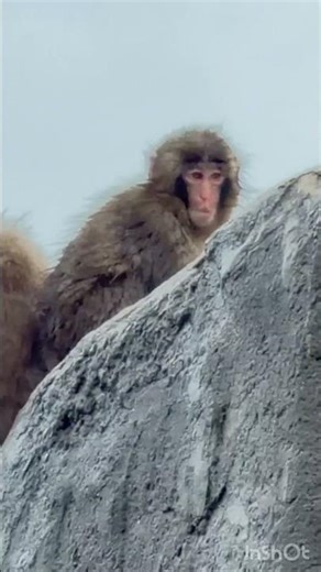 かわいいパンチ❤️(4/4最新！！)Punch climbs to the summit to gaze out at the crowd.Everyone is watching you👁️