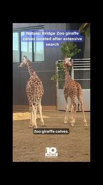 Natural Bridge Zoo giraffe calves located