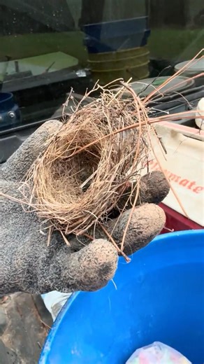 Lessons From The Trap Line: Bird Nest Blueprints