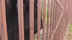 little kid feeds large bison apple mouth tongue of cattle zoo