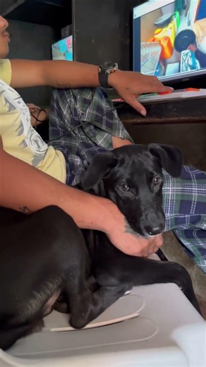 Dog browsing the internet