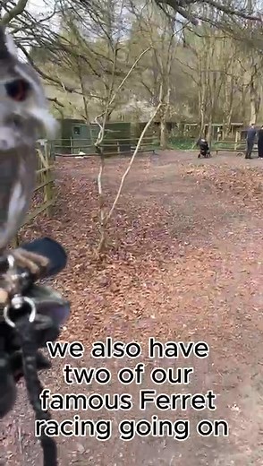 🌸🐣 Easter Fun at Willows! 🐣🌸 Looking for something egg-stra special to do this Easter? 🐰✨ Join us at Willows Bird of Prey Centre for a weekend packed with family-friendly fun, incredible bird displays, and springtime activities! Perfect for all ages — come and make some unforgettable memories with us this Easter holiday! 💚 #willowsbop #EasterFun #FamilyDaysOut #BirdsofPrey #SpringAdventures #KentDaysOut #kentactivities #falconry #activitiesforkids | Willows Birds of Prey & Wildlife Trail