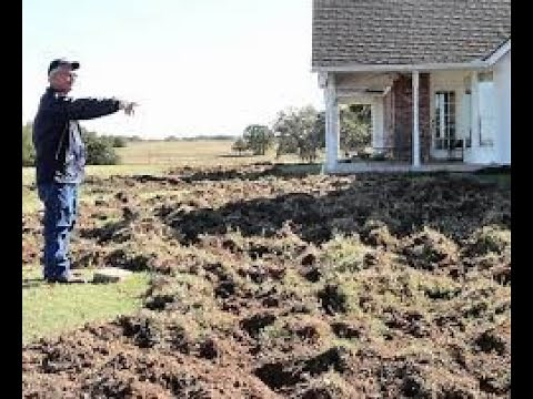 Wild hog trapping in Texas @ Fosters Farms v1