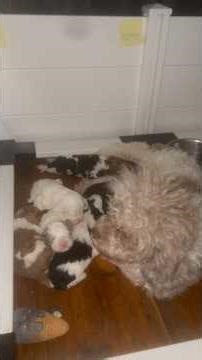 Cockapoo puppies update 2weeks old #puppy #cockapoo