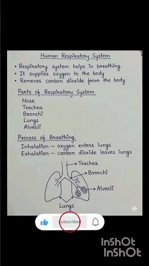Respiratory system| lungs | breathing #biology #biologynotes