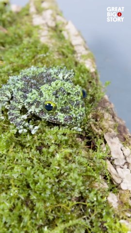The tiny mossy Frog clings for survival