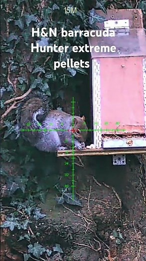 SQUIRREL SHOOTING WITH AIR RIFLES USING H&N BARRACUDA HUNTER EXTREME PELLETS 177
