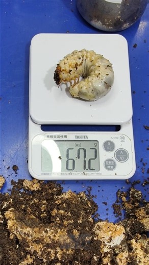 Substrate changing & weighing 🐛蘇門答臘巨扁鍬形蟲耗材更換，重量以極太血來說還不錯！Dorcus titanus yasuokai