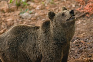 Orso bruno marsicano: che dimensioni ha e dove vive questa rara sottospecie a rischio estinzione