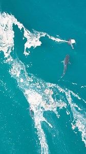 🦈 Talk about dinner and a show! #Repost @tim.and.em . . . A tiger shark was feeding on a sailfish just about 5 meters from us. We watched it all unfold right in front of us! 🦈 . . . . . . . . . . . . #biglap #biglapbible #tigershark #sailfish #feedingfrenzie #shark#ningaloo #exmouth #caperange#westernaustralia #wa #exmouth #ningaloo #caperange #200series #seajayboats #sunset #beach #rooftoptinny | Big Lap Bible