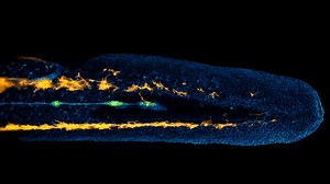 Lateral line cells and melanocytes migrating in a zebrafish embryo | 2022 Small World in Motion Competition