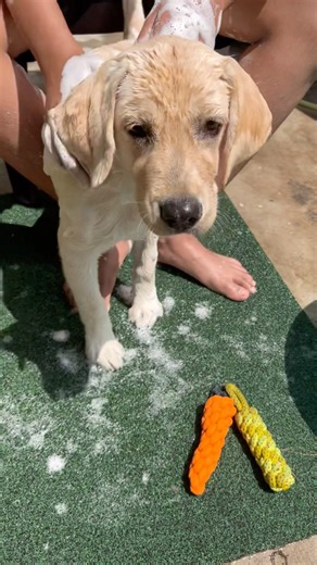 Bath Time! 🐶🛀 Part - 2