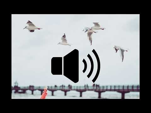 Seagull Sound Effect*DOWNLOAD IN DISC*